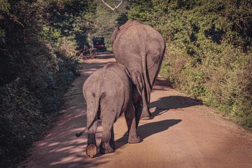 Udawalawa Bed & Breakfast | Elephant Safari Udawalawa