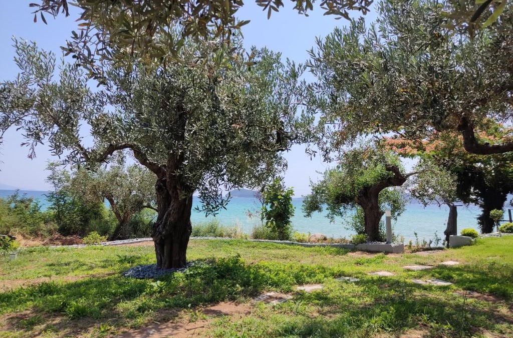 Palaio Tsifliki Apartment | elia by the sea