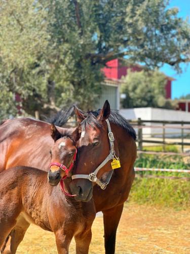 Seferihisar Bed & Breakfast | Emirsoy Harası