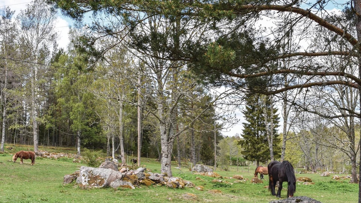 Kisa House | Enjoy a holiday close to nature and plenty of peace and quiet in this holiday home near Kisa.