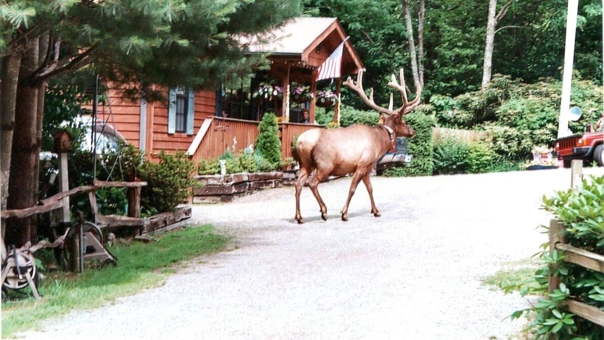 Maggie Valley Cabin | Enjoy the Creek! Spa! Family Oriented, Separate Cabin Available!