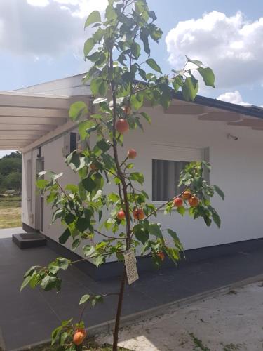Godollo Apartment | Erdőszéli apartman