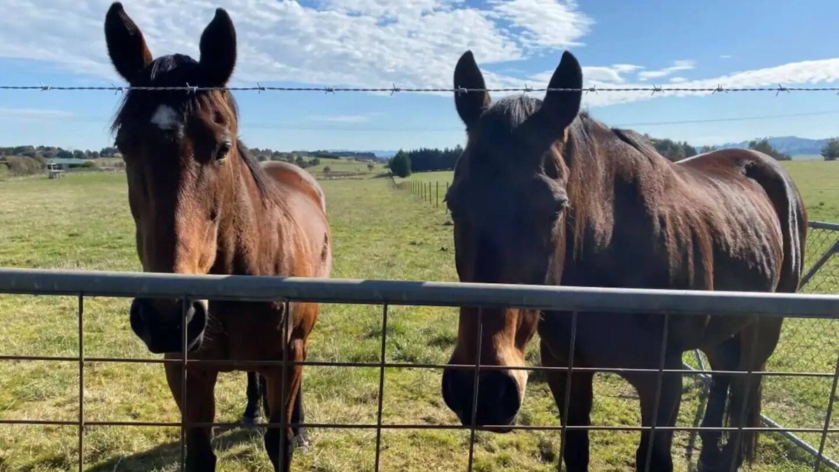 Marchmont House | Escape city life and immerse in Yass' serenity at Original Farm.