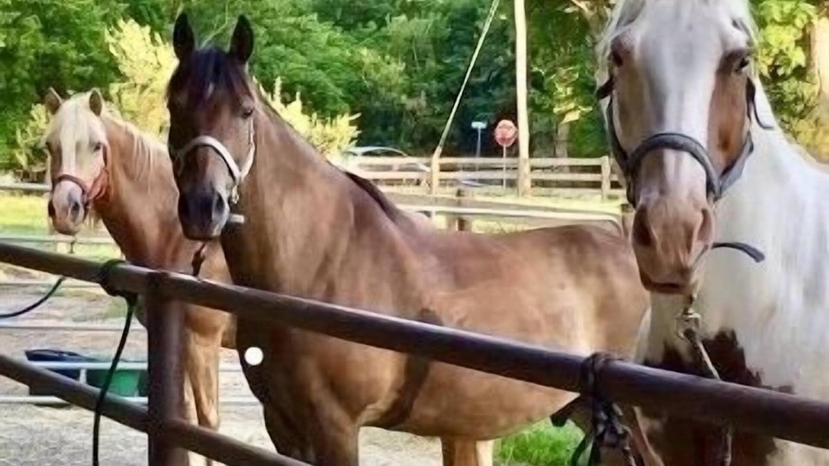 Columbia Other | Escape to Horse Ranch close to Hershey, Lanc, Nook, Sight & Sound, Amish Country