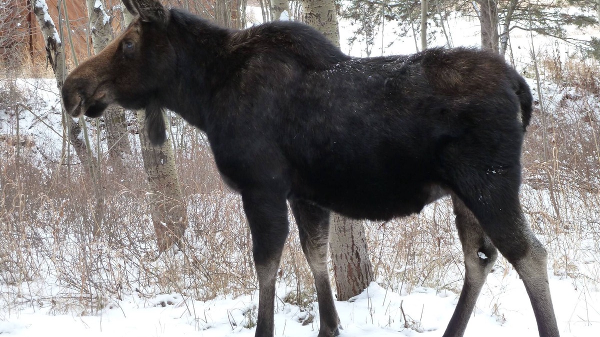 Moose Wilson Road Condo | Exceptional fully upgraded End Unit 1BR/BA King Bed in the Aspens