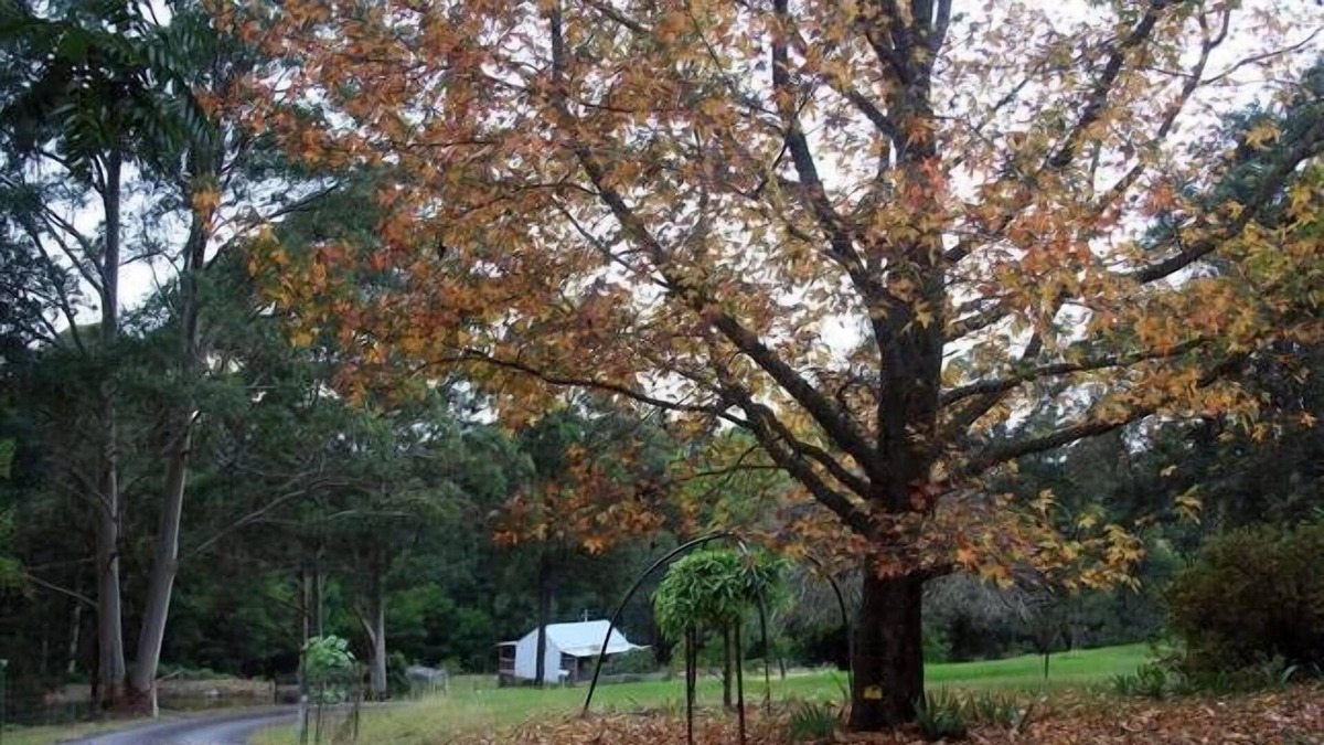 Termeil Cottage | Exclusive Couples Retreat Pet Friendly - Pristine Secluded Beaches Rural Setting