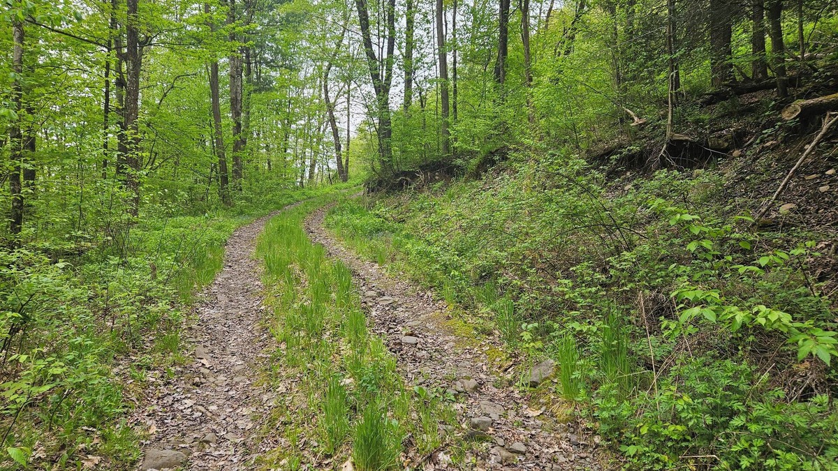 Delancey RV Rental | Family and pet friendly campsite.nCamp by a brook in a serene mountain setting