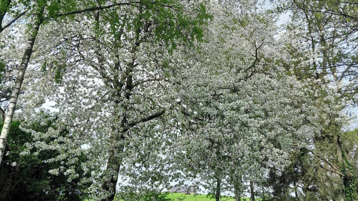 Pepinster House | Family country house in one of Wallonia's most beautiful villages