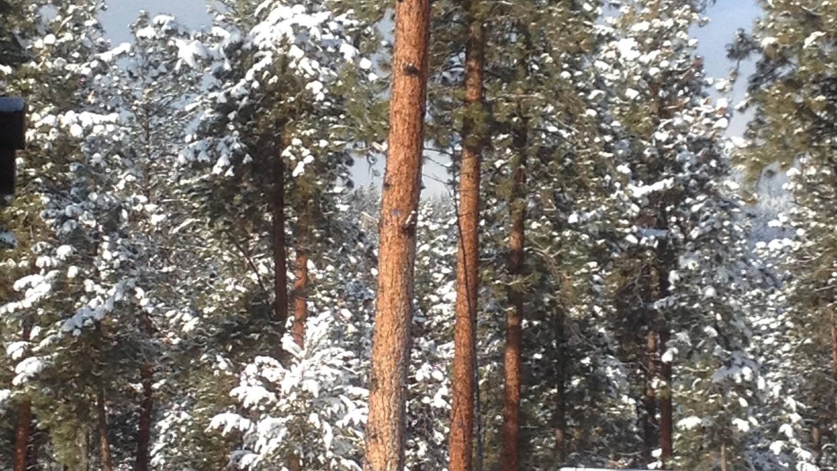 Superior Cabin | Family Size Modern Log Vacation Cabin, one pet allowed, 30 pound max. Pet fee.