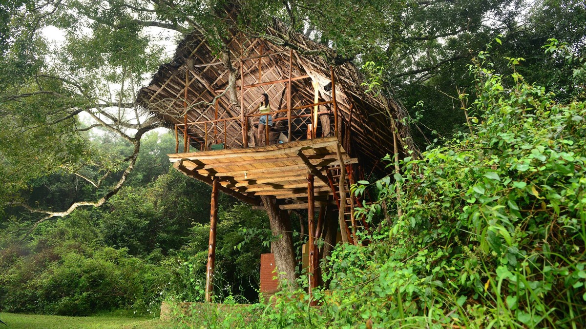 Dambulla Cabin | Family Tree House in the Jungle Close to Sigiriya