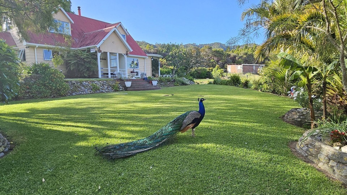 Pakawau Other | Farm house with sea views & native bush, fishing, kayaking, bird lovers haven.