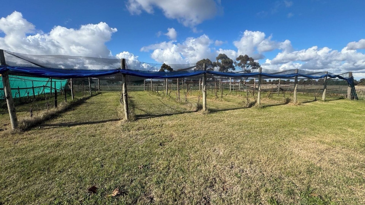 Diggers Rest Other | Farm Stay, feed sheep and relax close to airport