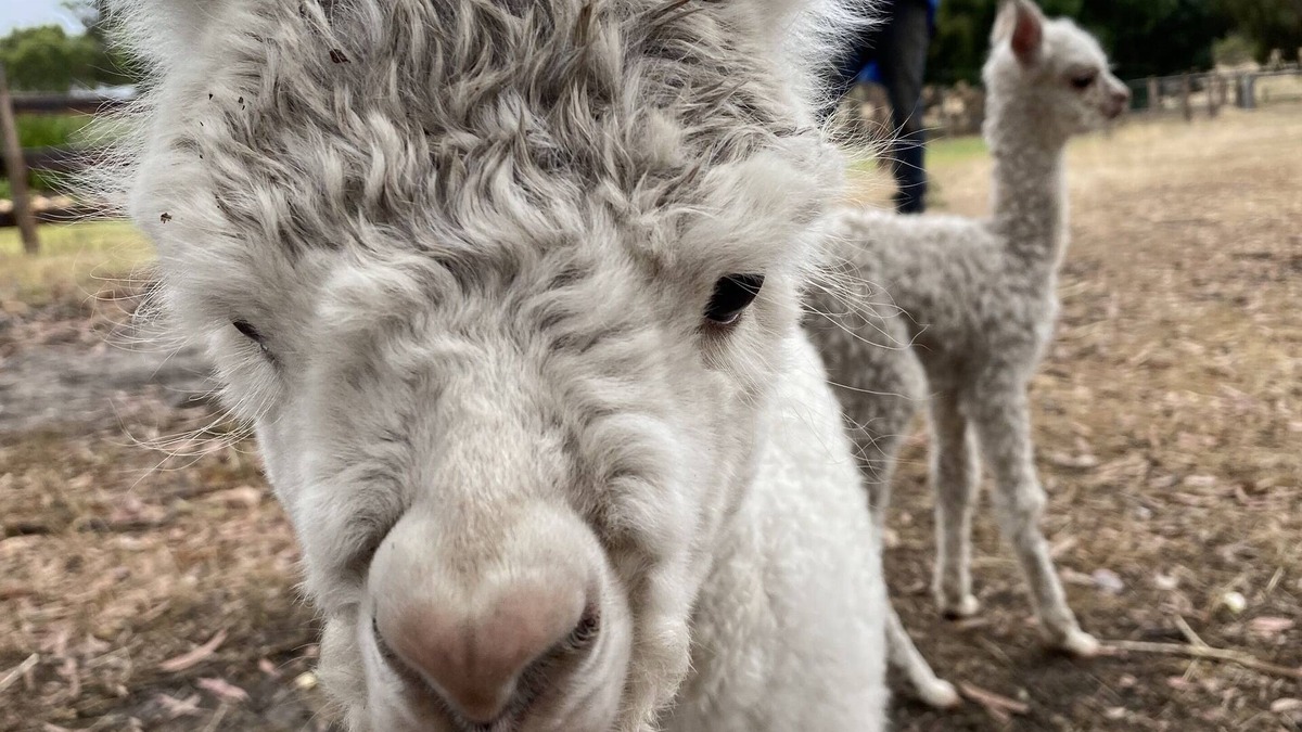 Cromer House | Farm stay with alpacas at your doorstep