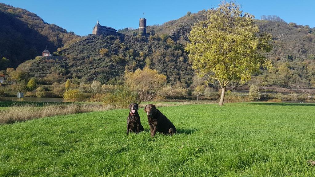 Kurrenberg Apartment | Ferienhaus Leopold mit Burgblick an der Mosel