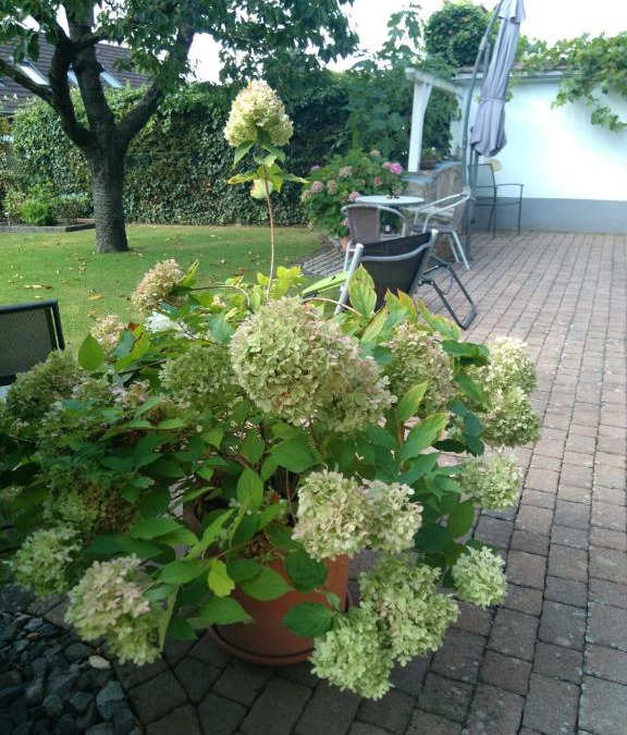 Billigheim-Ingenheim Apartment | Ferienwohnung Kirschblüte