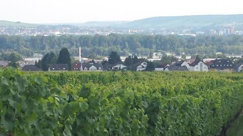 Oestrich-Winkel Apartment | Ferienwohnung Weingut Leis