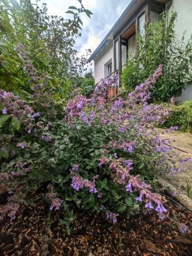 Liebenburg Apartment | FeWo Am Lewerberg