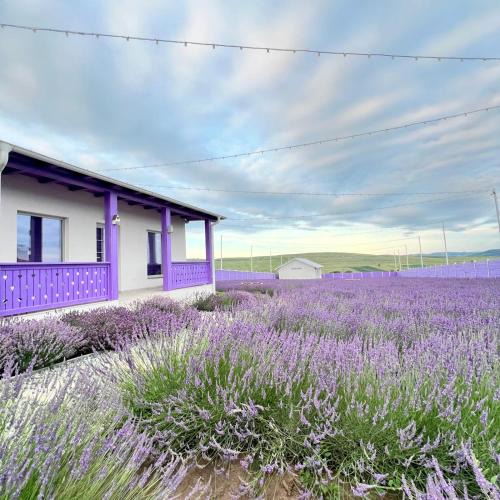 Falticeni House | FLH - Algo Bueno