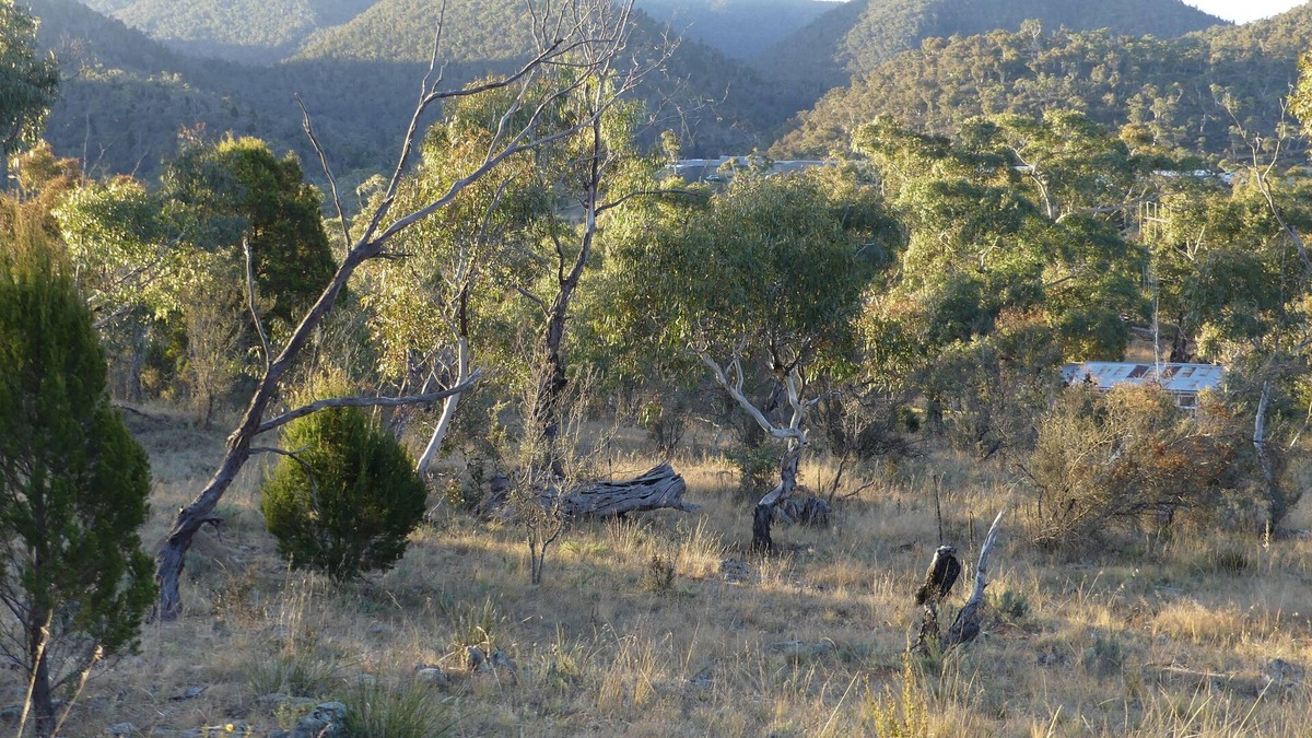 Binjura House | Forest Cottage – Relaxing bush stay. Pet friendly