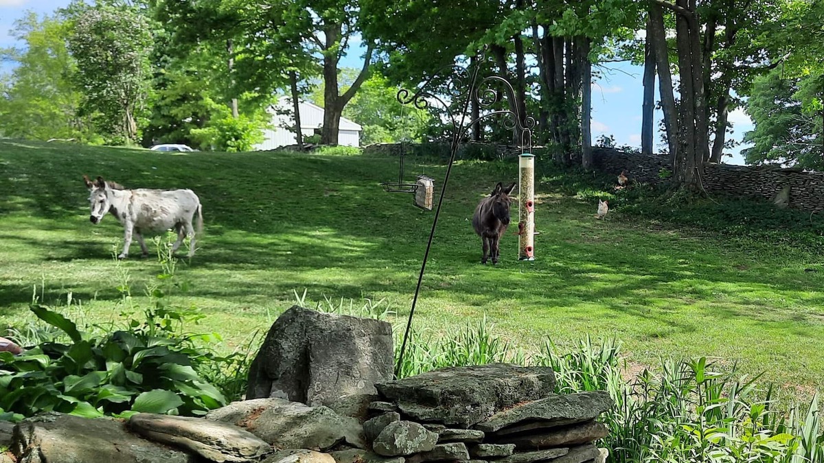 Montrose Cottage | Foxglove Cottage - A Country Retreat