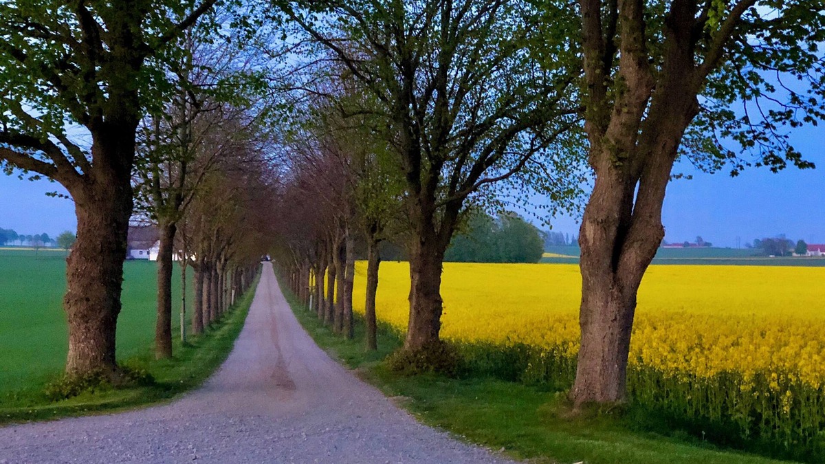 Tommarp Cottage | Fresh and comfortable farmhouse in idyllic village environment in Österlen. Private sunny patio