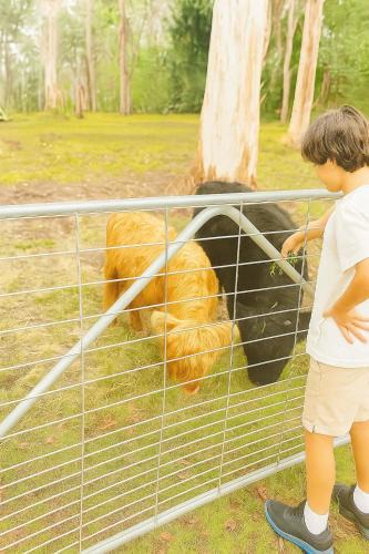 Medowie House | Fun Family Escape with Highland Cows