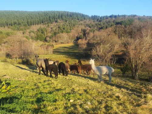 Chaumeil Apartment | Gîte de France Des alpagas 2 épis - Gîte de France 6 personnes MAE-9784