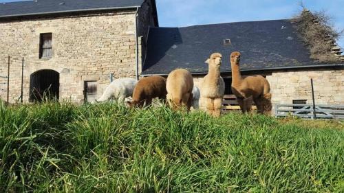 Chaumeil Apartment | Gîte de France Des alpagas 2 épis - Gîte de France 12 personnes MAE-9944