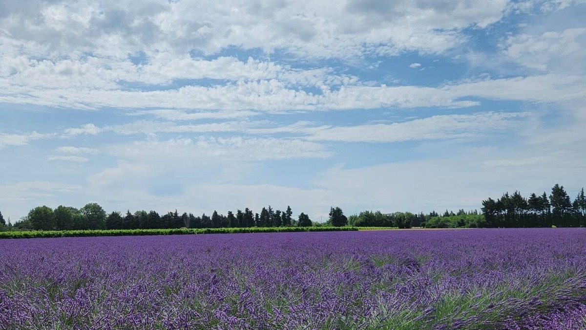 Violes Cottage | Gîte La petite Violette deux étoiles