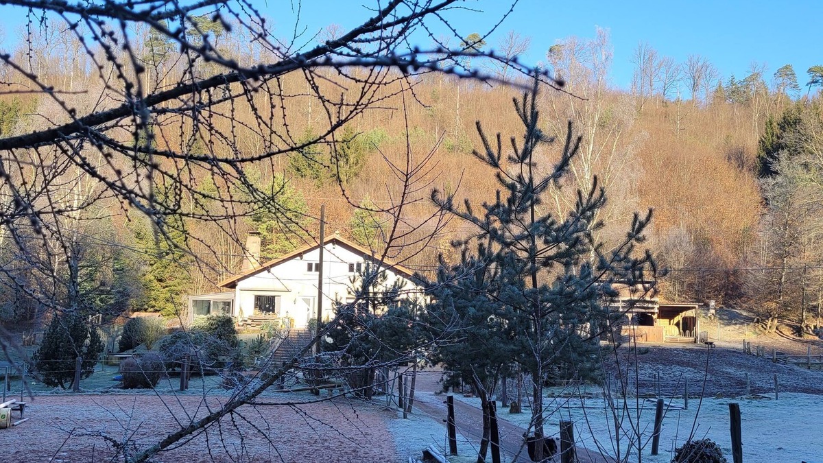 Soucht Other | Gîte mon Chez moi Avec Ânes et Chevaux Pour Randonner en Forêt