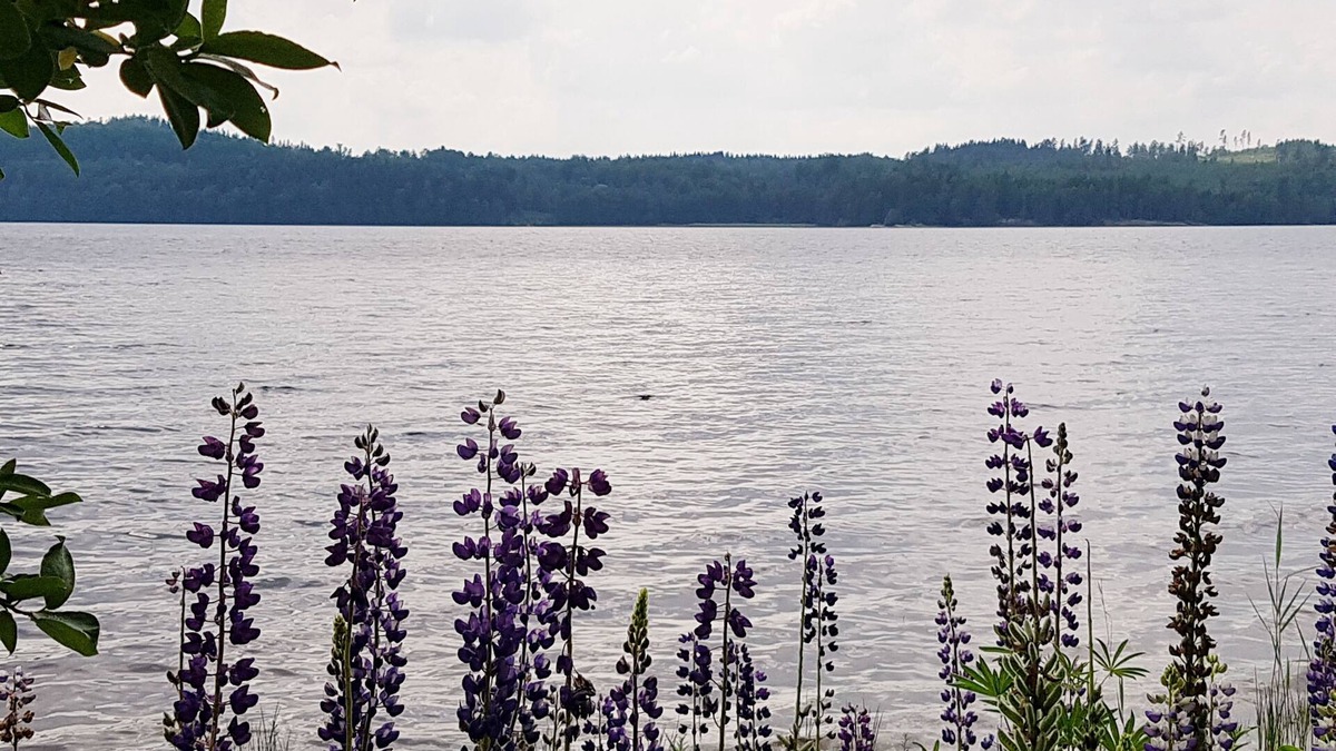 Odskolt House | Gemütliches Schwedenhaus am See, 6 Pers., 2 Schlafzi., Kamin, Natur