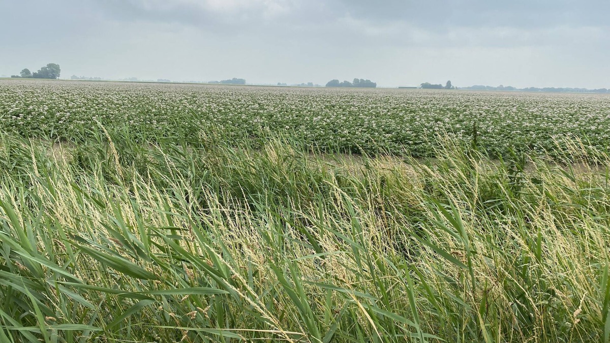 Lauwerzijl Boat Rental | Gemütliches Woonboot in Einer Herrlichen Landschaft in der Region Groningen