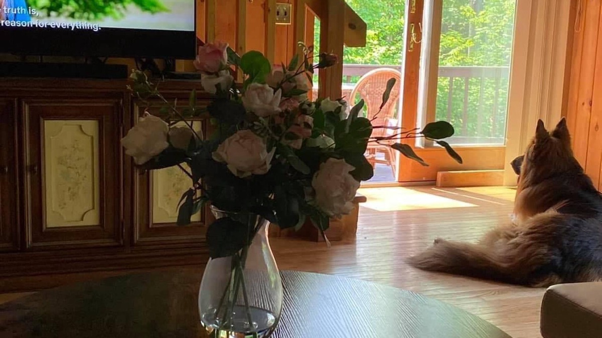 Danbury Cabin | Get away to the woods of Danbury NH in this lovely, private, dogfriendly cabin.
