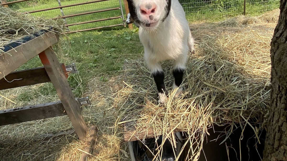 Walworth Apartment | Goat Crazy Homestead