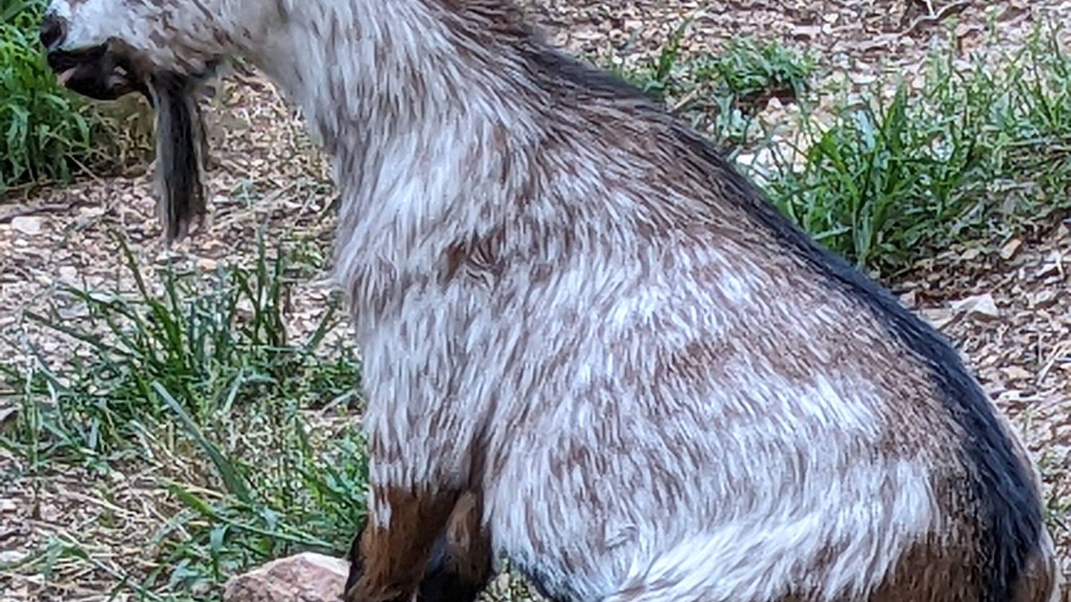 Eureka Springs Cabin | Goats! 85" TV, Nintendo, Billiard Table .Rest, Relax, Game On! Free 4th Night!