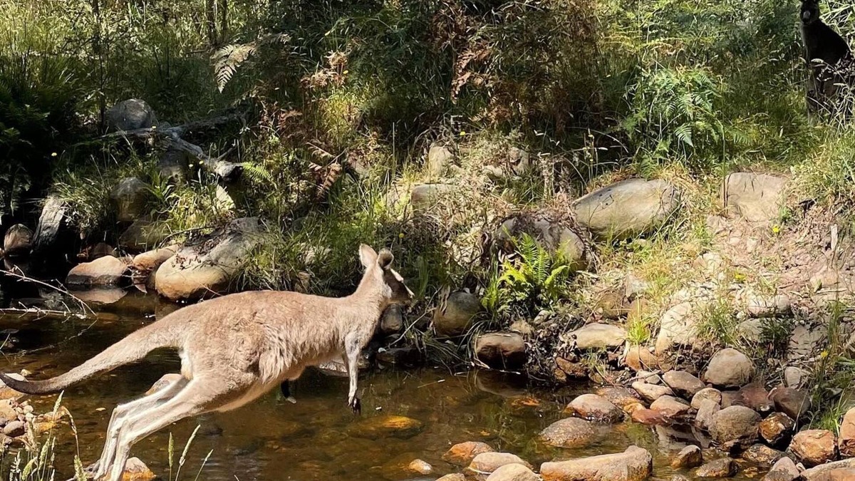 Halls Gap House | Gorgeous House right on Stoney Creek. Escape to the bush!