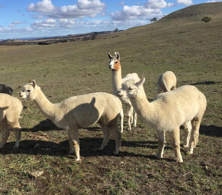 Wayo House | GOULBURN ALPACA FARM STAY