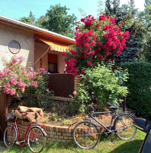 Falkenberg House | Grüner Bungalow am Kiebitzsee
