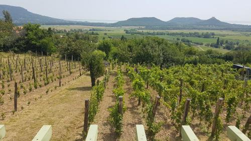 Hegymagas House | Grand Cru 4 Vendégház