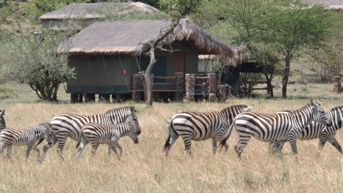 Serengeti National Park Other | Grumeti Migration Camp