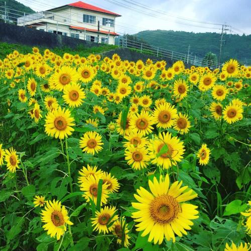 Hyuga House | Guesthouse ＆ Beach Cafe Fuego