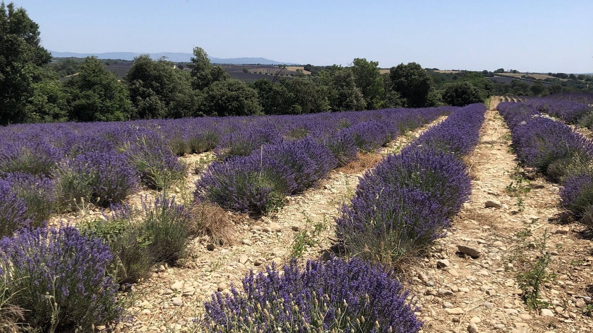 Manosque Hotel | Hôtel Francois1er