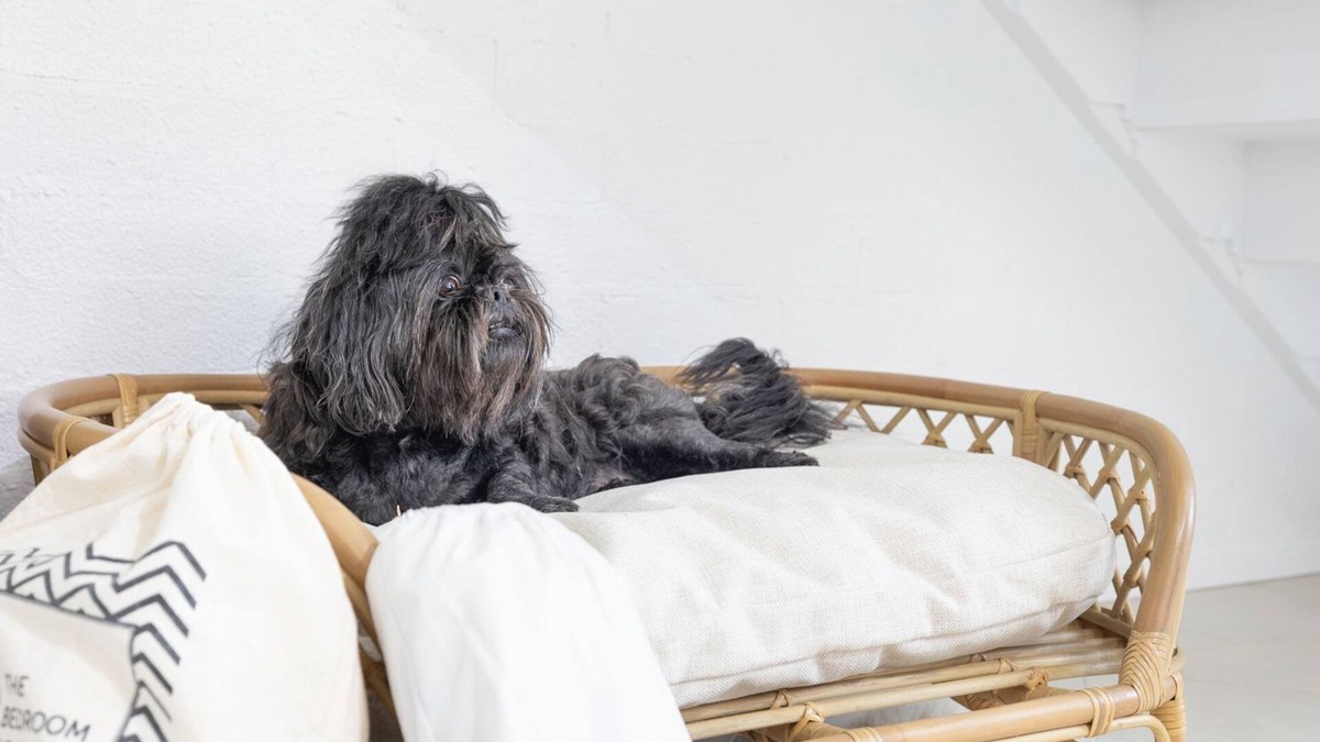 Corlette House | Hanks Corlette House, 49 Pantowora St - pet friendly, air con, boat parking, Wi-Fi