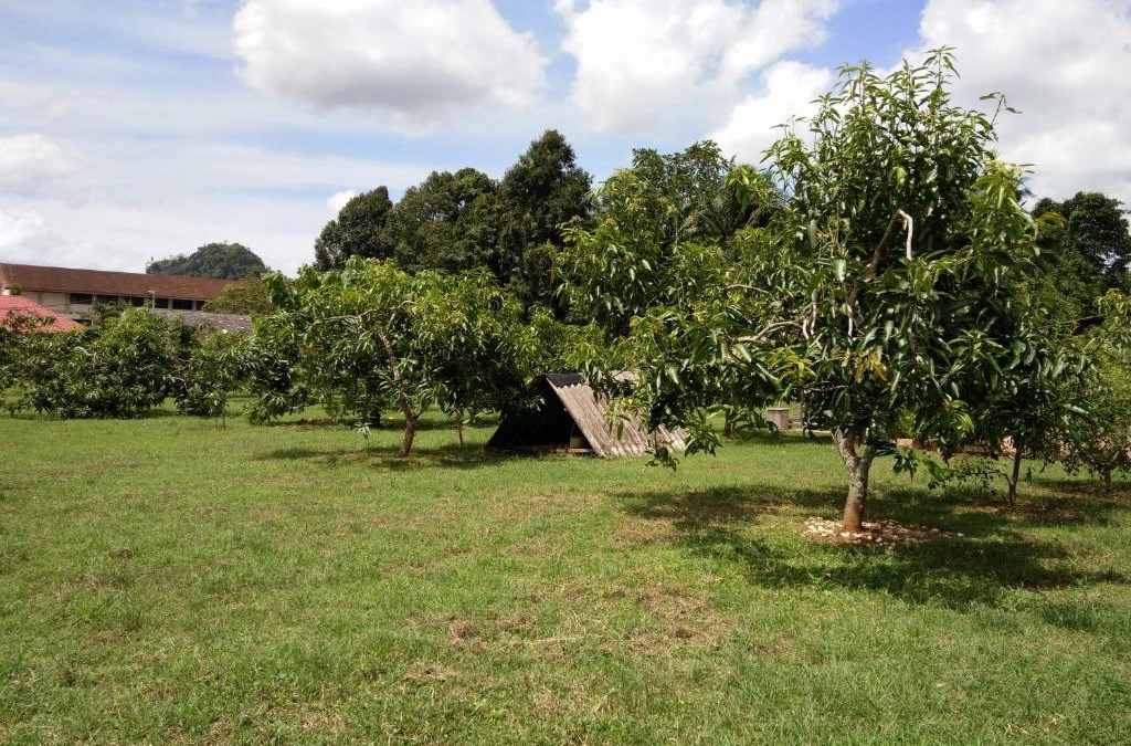 Kampung Padang Lati House | Harum Manis Country House