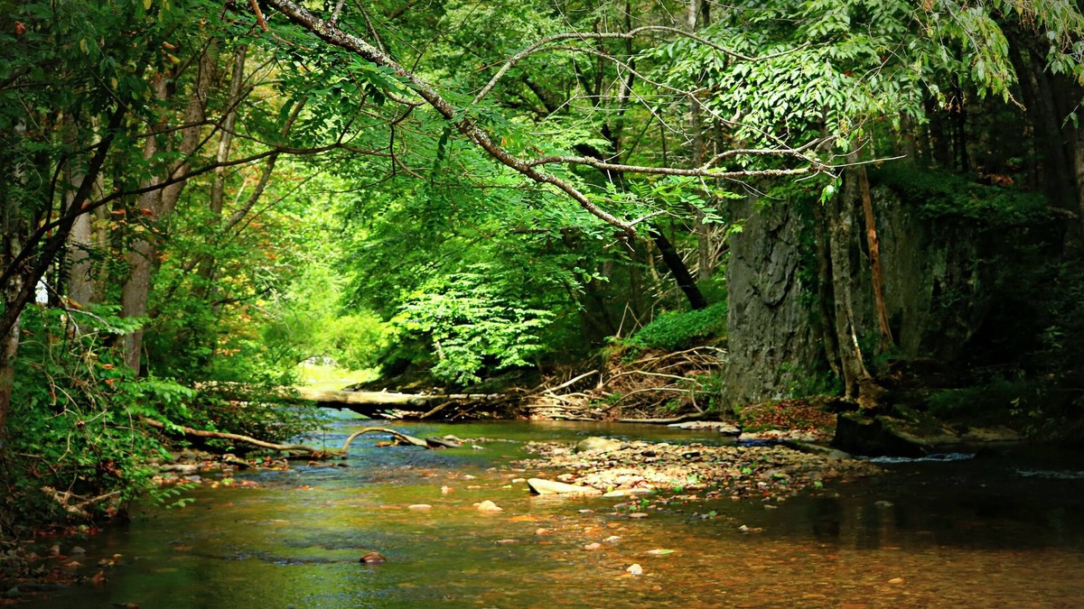 Grassy Creek Cabin | HARVEST MOON Cabin: 54 acres, family friendly, creek frontage, great fishing