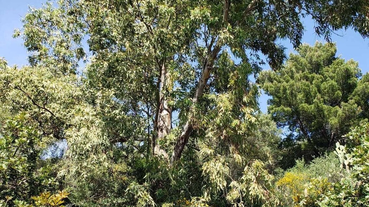 Afa House | Haut de Villa T2, Région Ajaccienne + Jeep Wrangler Décapotable à la Demande