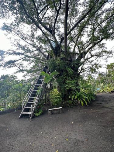 Tanna Island House | Hideaway Treehouse