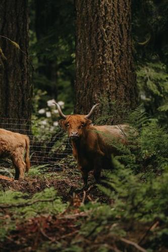 Marmot House | Highland Farms - Your Private Forest Farm