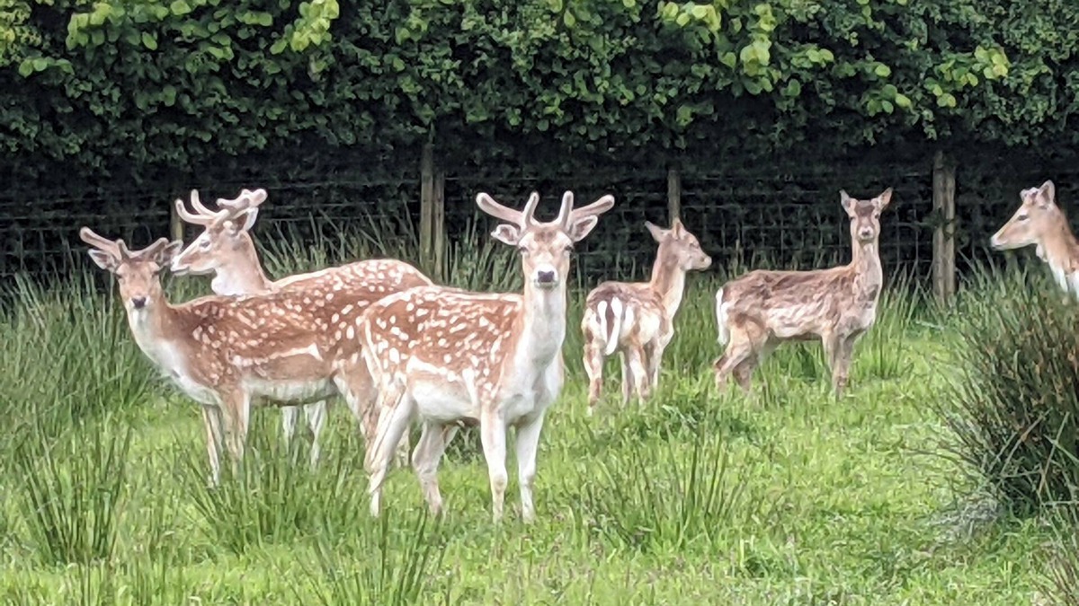 Londonderry Cottage | Hillfarm House courtyard cottage, private DeerPark sculpture, wildlife gardens,