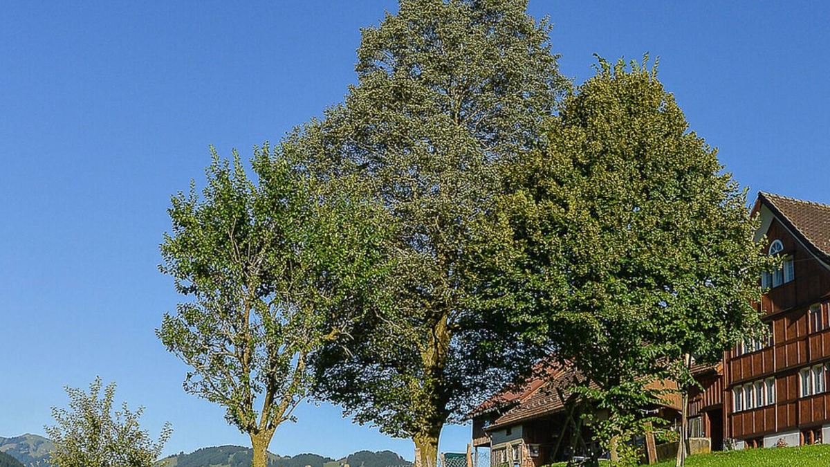 Ruete Other | Holiday apartment Brülisau for 1 - 5 persons with 2 bedrooms - Farmhouse